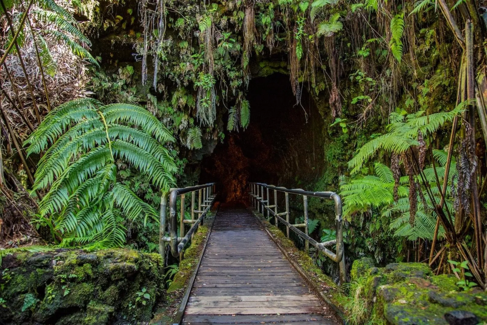 Wooden footbridge leading to a fern-framed lava tube entrance in rainforest