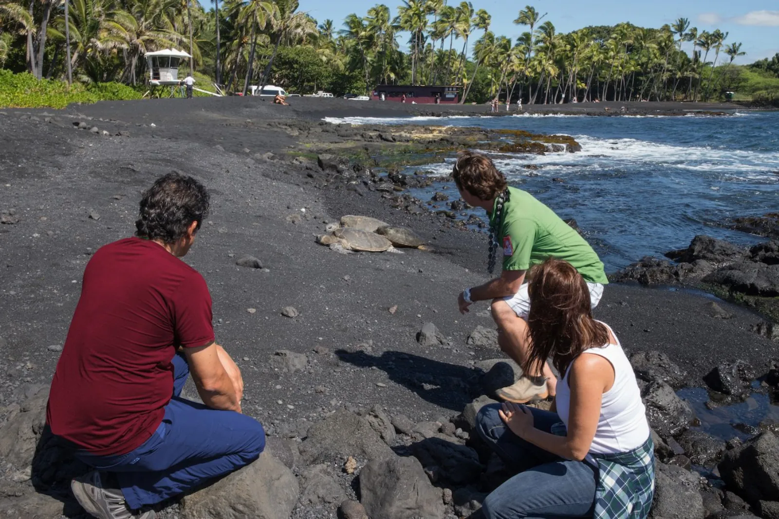 Guide and two guests watching green sea turtles resting on a black-sand beach
