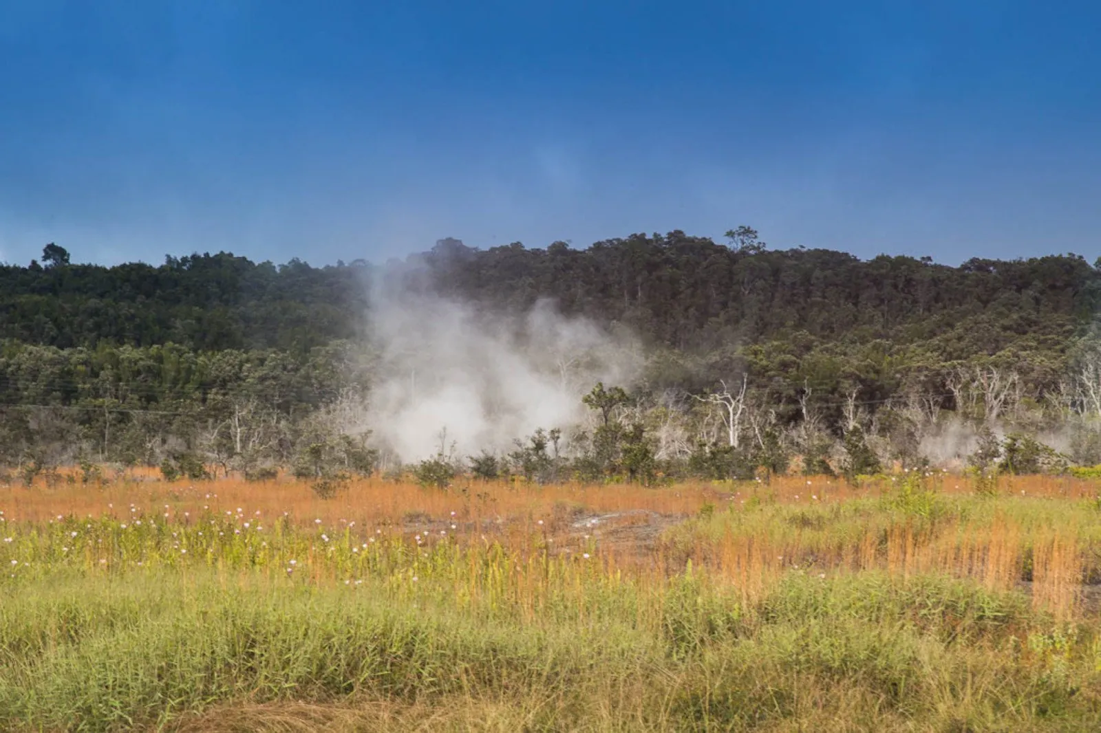 White steam rising from the ground in front of a forest, with tall grass in the foreground