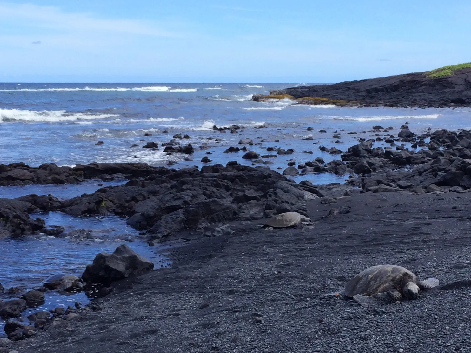 Green sea turtles resting on a black sand beach beside lava rocks and surf