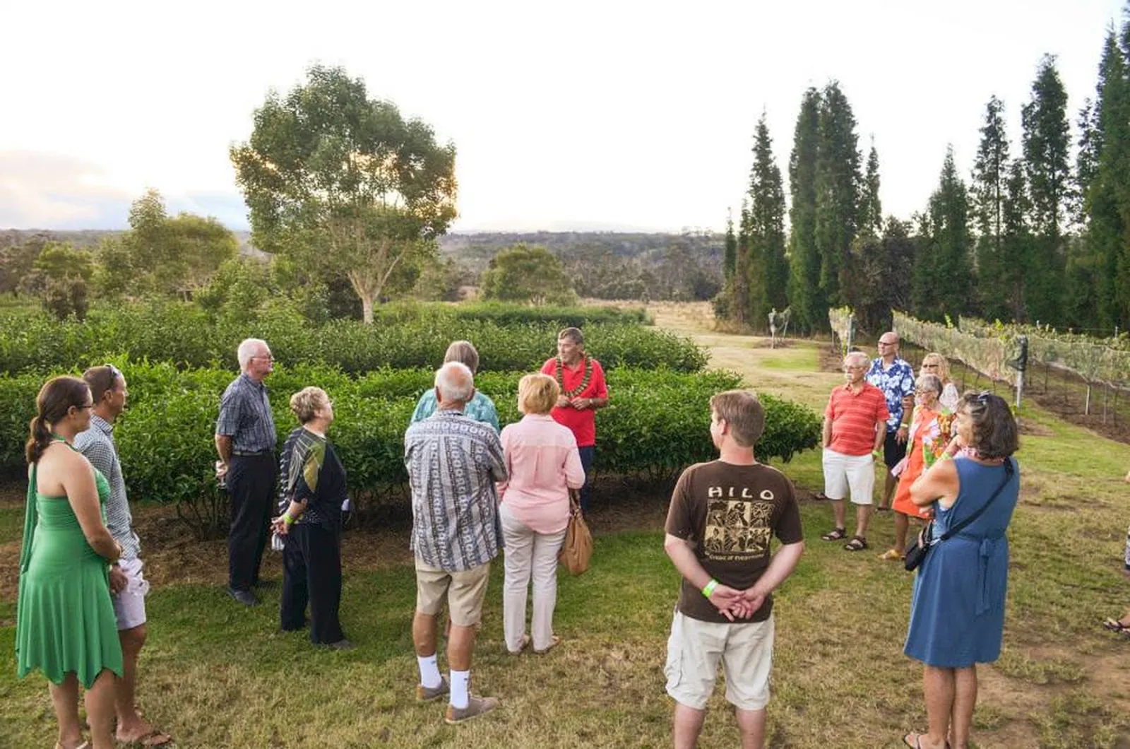 Guided group gathered on a lawn beside rows of tea bushes and netted vines