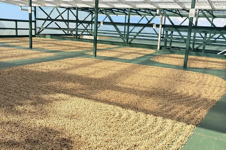Coffee beans spread out to dry on raised floors under a clear roof