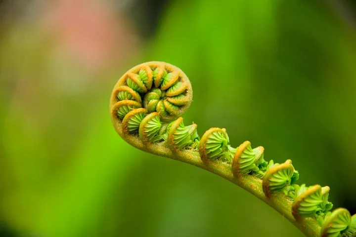 Close-up of a curled green fern frond unfurling against a blurred background
