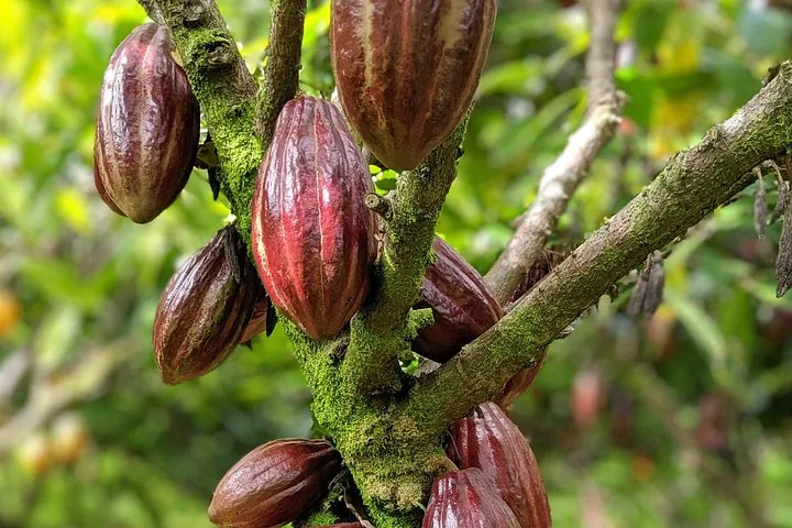 Ripe red-brown cacao pods hanging from a moss-covered branch on a tropical farm