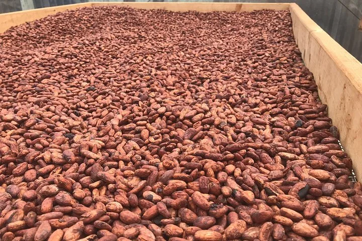 Wooden drying bed piled high with fermented cacao beans on a farm