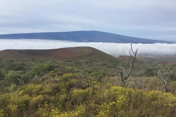 Red cinder cone and yellow-flowered shrubs below a broad volcano above the clouds