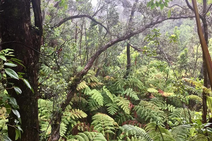 Misty rainforest of tree ferns beneath tall twisted trees