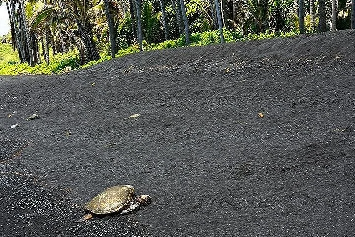 Green sea turtle crawling up a black sand beach below coconut palms