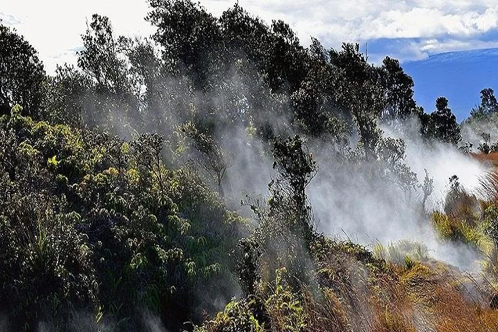 Steam drifting through shrubs and trees from volcanic vents under a blue sky