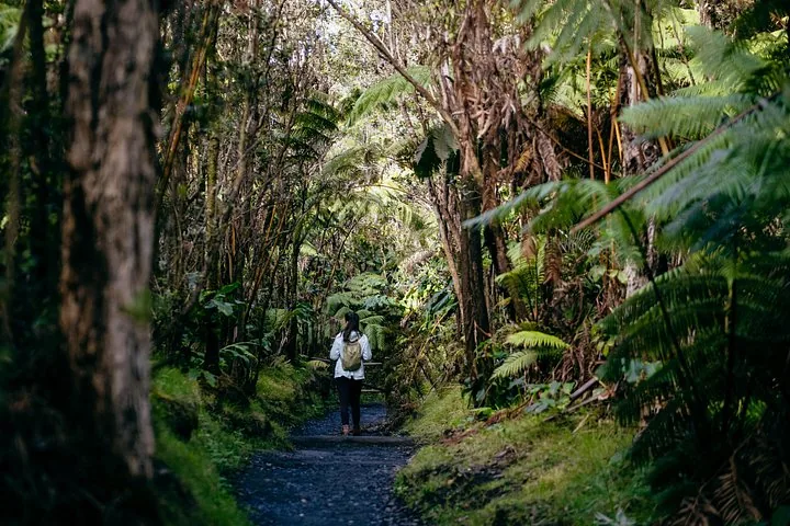 Hiker with a backpack on a rainforest trail lined with tree ferns