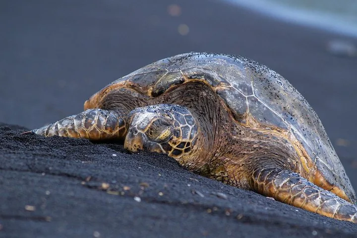 Green sea turtle resting on black sand, its shell speckled with grains